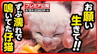 【子猫 保護】雨に濡れ、低体温で動かない子猫を緊急保護しました