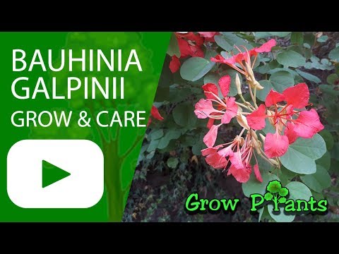 Bauhinia galpinii grow & care