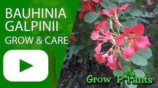 Bauhinia galpinii grow care