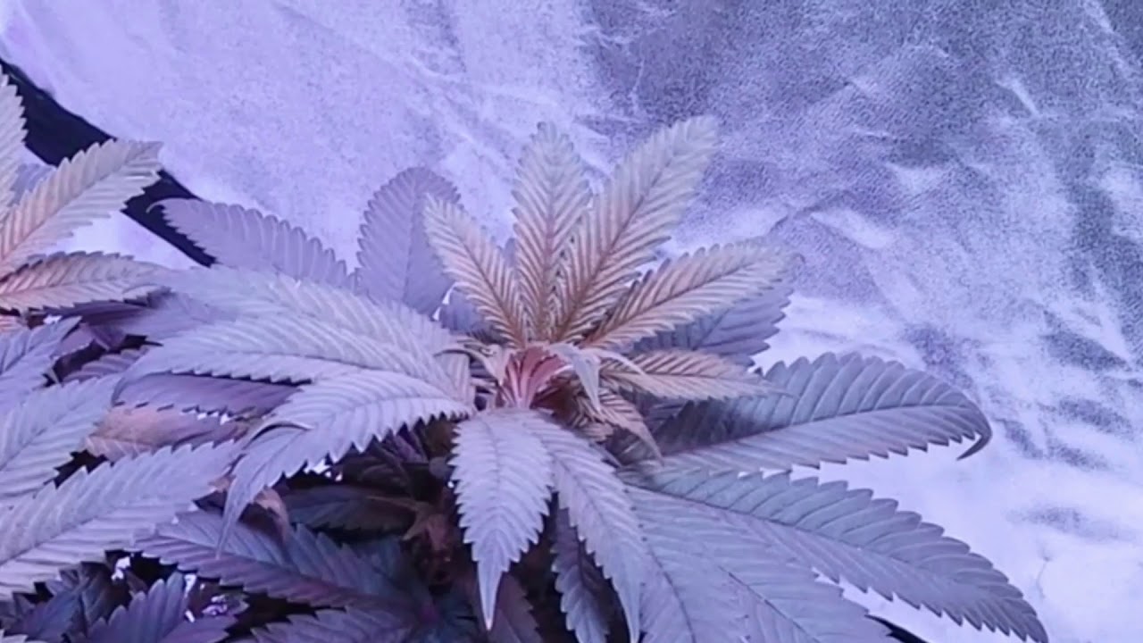 The Growroom Update #9.