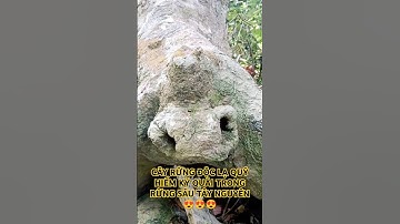 CÂY RỪNG ĐỘC LẠ QUÝ HIẾM KỲ QUÁI TRONG RỪNG SÂU TÂY NGUYÊN HÙNG VĨ ĐẮK LẮK.