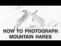 How to Photograph Mountain Hares | Wildlife Photography Tips