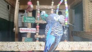 “Parrot Mom Lays Eggs – Amazing Process!”