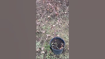 Stool Layering Thornless Blackberries! - #stoollayering #stoollayer #propagation #blackberries