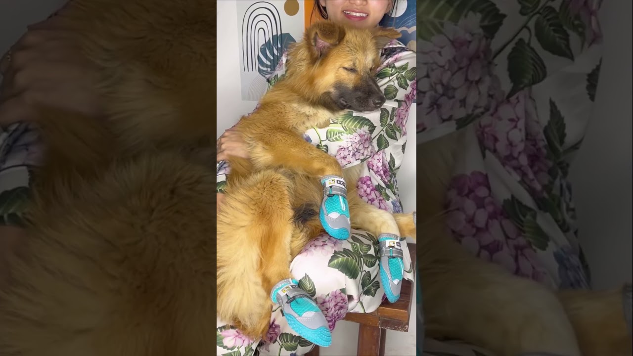 Распаковка обуви для собак | Находки Amazon