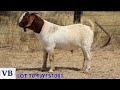 Lot 70 Valley Boers TJYFS1081 Pinnacle Boer Goat Sale