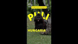 Puli húngaro datos curiosos perro de Mark Zuckerberg compilación ⌛