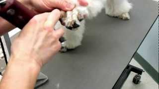 How to shave Poodles Feet | Poodle Grooming