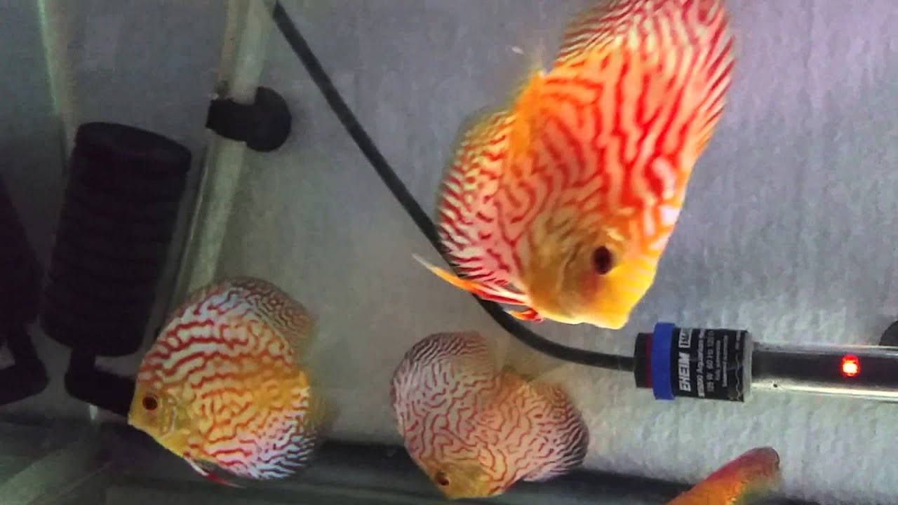 discus porn!