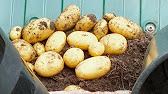 How to Grow Organic Carrots in a water bucket Rainbow Carrot Reveal