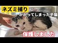 【子猫保護】ネズミ捕りにかかりベトベトな子猫を保護しました