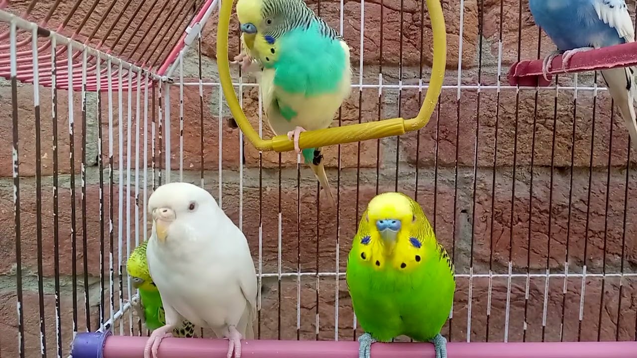 Australian beautiful bird's sounds 