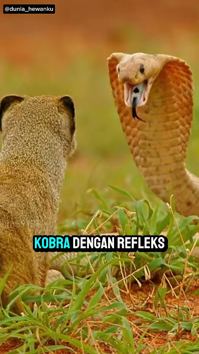 Fakta unik garangan, Pemangsa kecil yang menakutkan