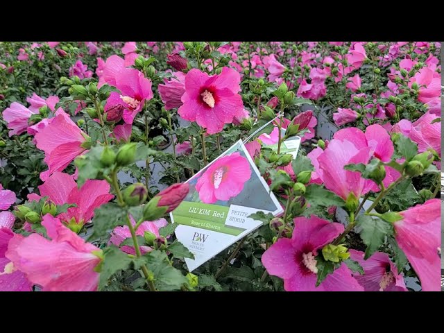 Hibiscus Lil' Kim® Red // A STRIKING⚡️COMPACT Rose of Sharon from Proven Winners®!!