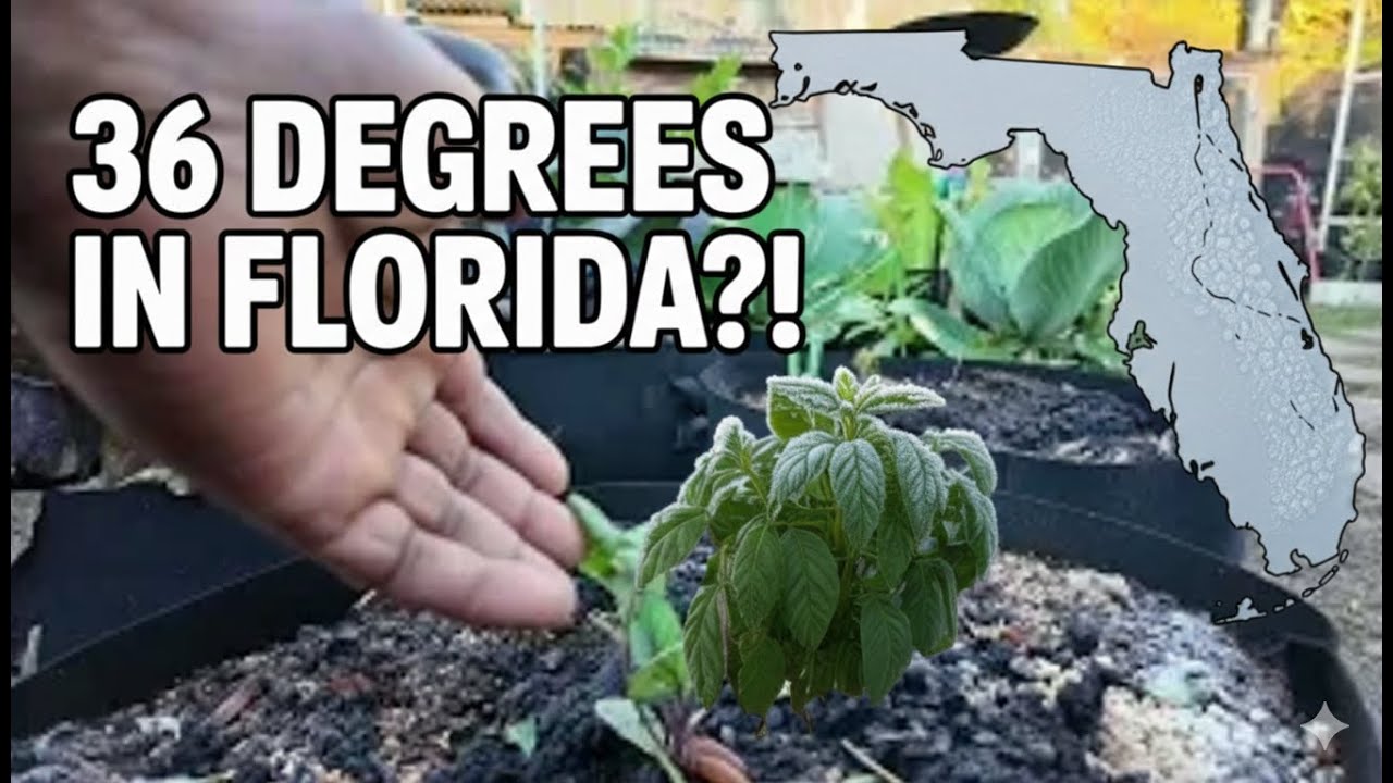 "36°F in Florida?! ❄️ What Survived and What’s GONE."