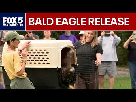 Injured bald eagle released in Fairfax County after months of rehab