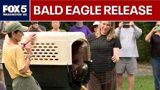 Injured bald eagle released in Fairfax County after months of rehab