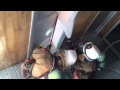 消防防災研究会 ver7 火災救助 VEIS firefighting
