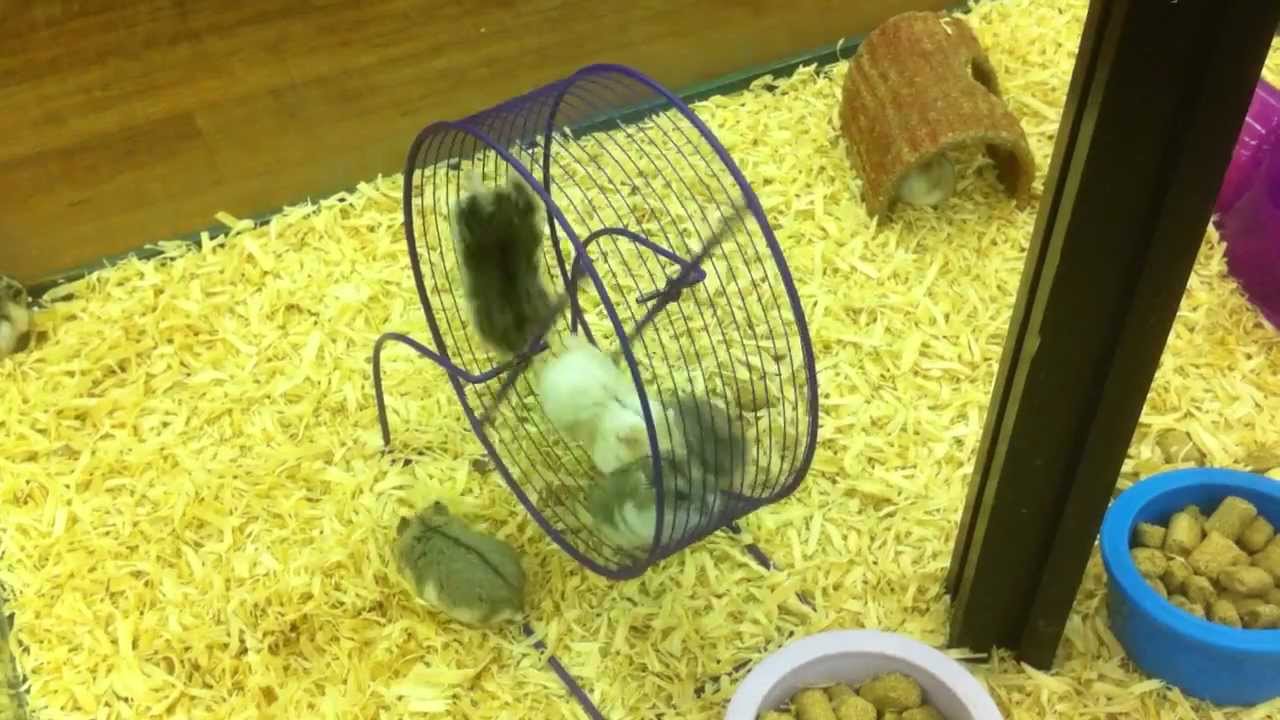 Fat hamsters running in hamster wheel part 2