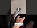 تغريد بلبل اليف فول اصوات تخبل تغريد بلبل اليف فول اصوات تخبل