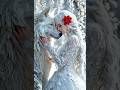 Beautiful Beautifulgirl Wolf Wolf Girl Beautifulvideo 