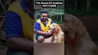 The Ansons 9497722008 #grooming #shortsviral #dog #catgrooming #dogtrainers by Dr ANSON 108 views 10 months ago 1 minute, 29 seconds