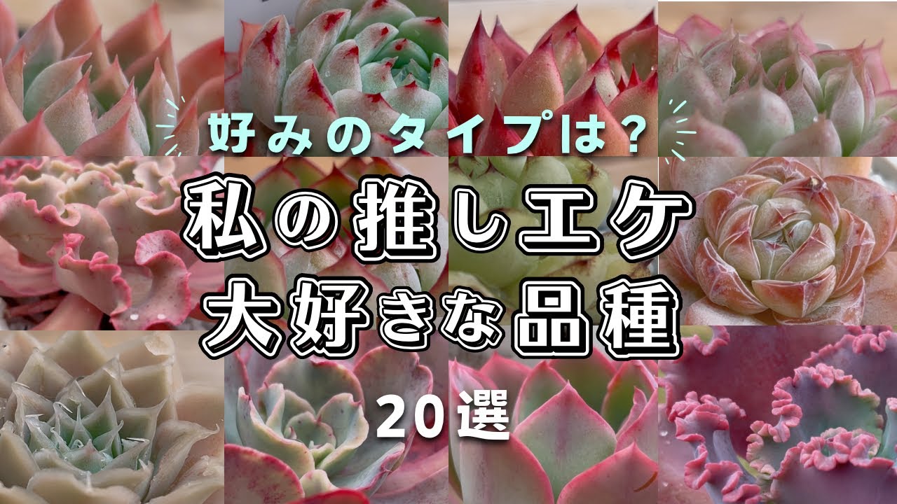 今年の私の推し！大好きな品種を紹介 | エケベリア | 多肉植物