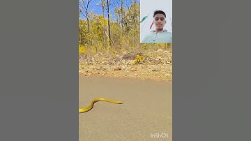 mahadev status mahakal status bholenath status #mahadev #status #snake #shivshiv #treding