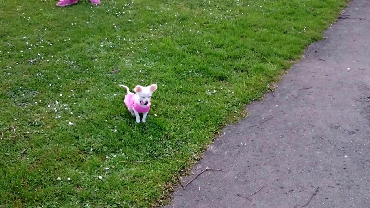 Jackhuahua puppy walk with Chihuahua friend