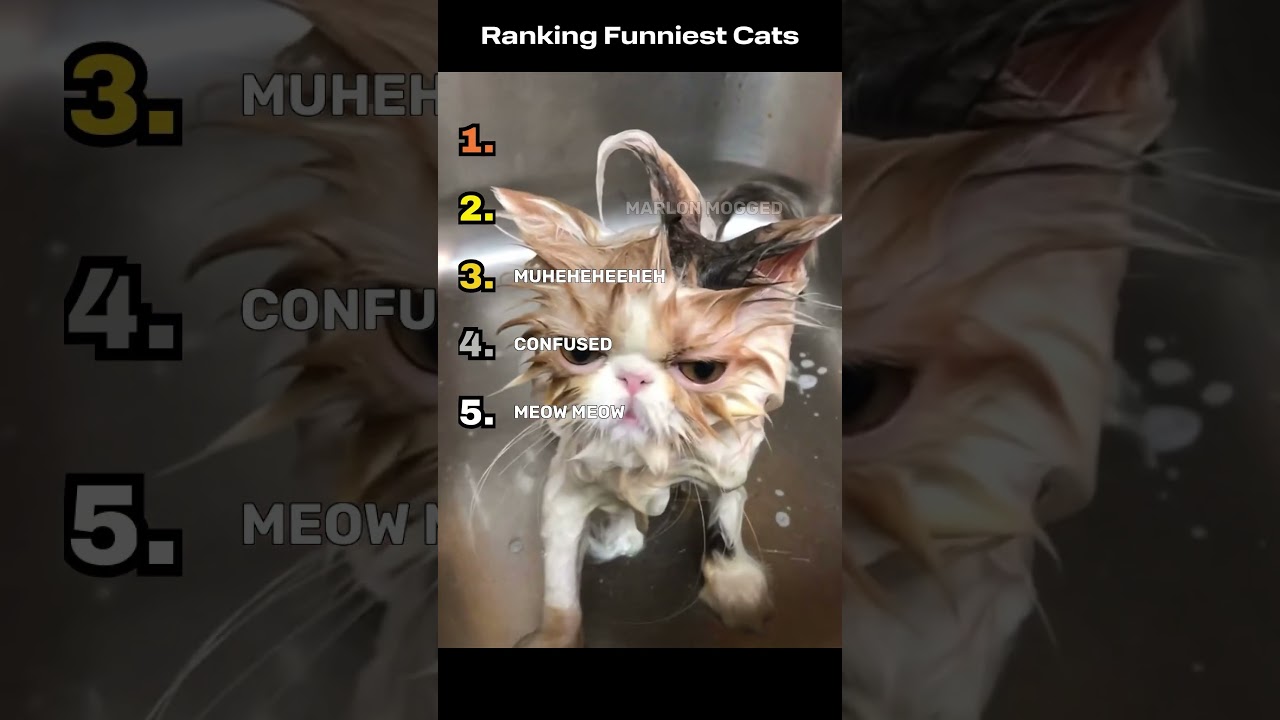 Ranking The Funniest Cats Ever! #clips #funny #memes