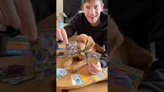 MY PUPPY OPENED POKEMON CARDS!
#pokemon #puppy #puppies MY PUPPY OPENED POKEMON CARDS!