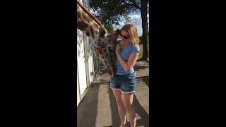 Giraffe Love