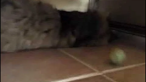 Video 11864951: norwegian forest cat playing, cat playing ball