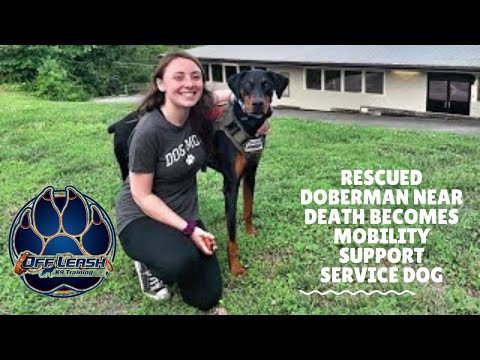 knoxville-dog-trainers---rescued-doberman-near-death-becomes-mobility-support-service-dog