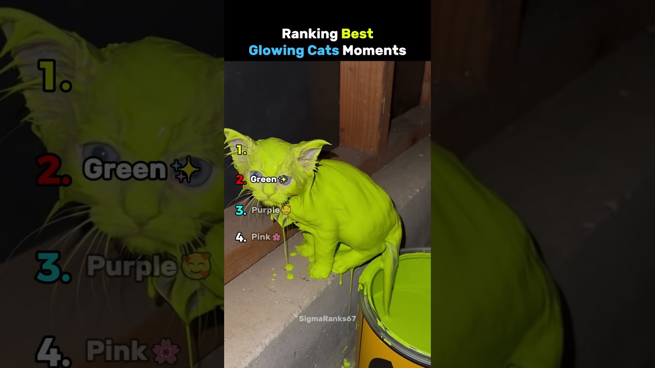 Ranking Best Glowing Cats Moments