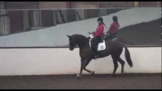 Pammy Hutton's lateral work gymnasium! TRAILER