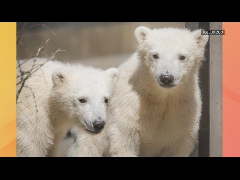 Video: Pet Scoop: Bald Eagle Cam Goes Viral, Andean Bear Twins Nato nel D.C. Zoo