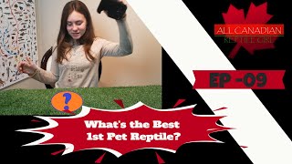 What is the absolute best 1st Pet Reptile?