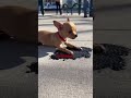He was Glued to the Sidewalk