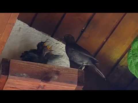 Amsel füttert ihre Jungvögel im Nest - YouTube