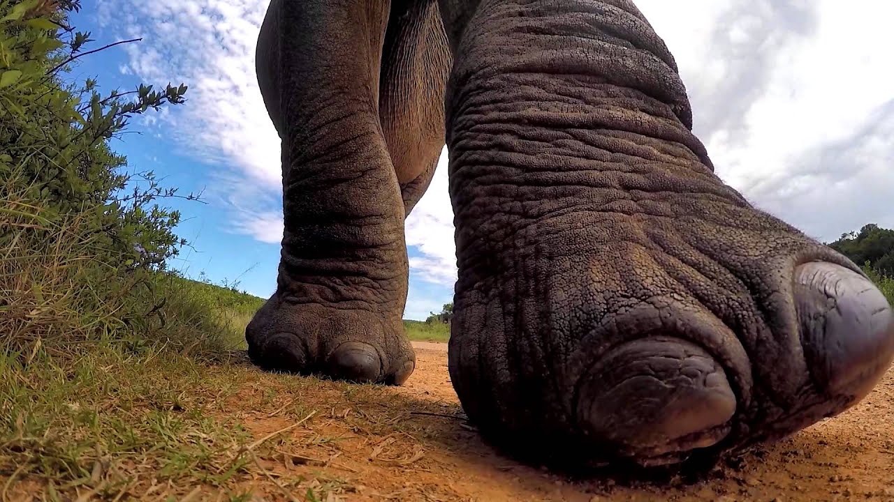 Elephant meets my GoPro..... I think he liked it! - YouTube