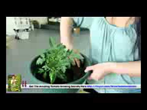 Grow Tomatoes In Florida Growing Georgia You Grow Tomatoes In Florida Growing Georgia