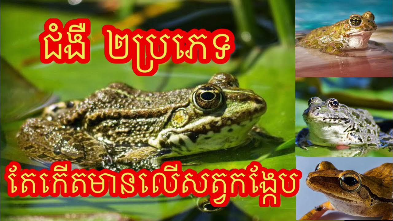 ជំងឺ២ប្រភេទ នេះតែងតែកើតមានលើសត្វកង្កែប វិធីការពារ និងព្យាបាលជំងឺ។How to