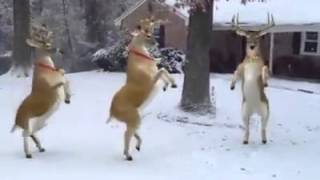 Deer Twerking