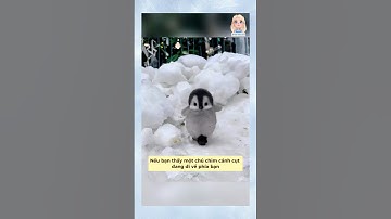 Không chạm chim cánh cụt #douyin #tips #shorts