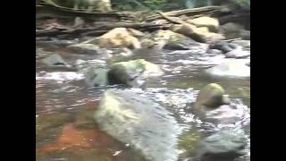 exploring deep jungle West Suriname