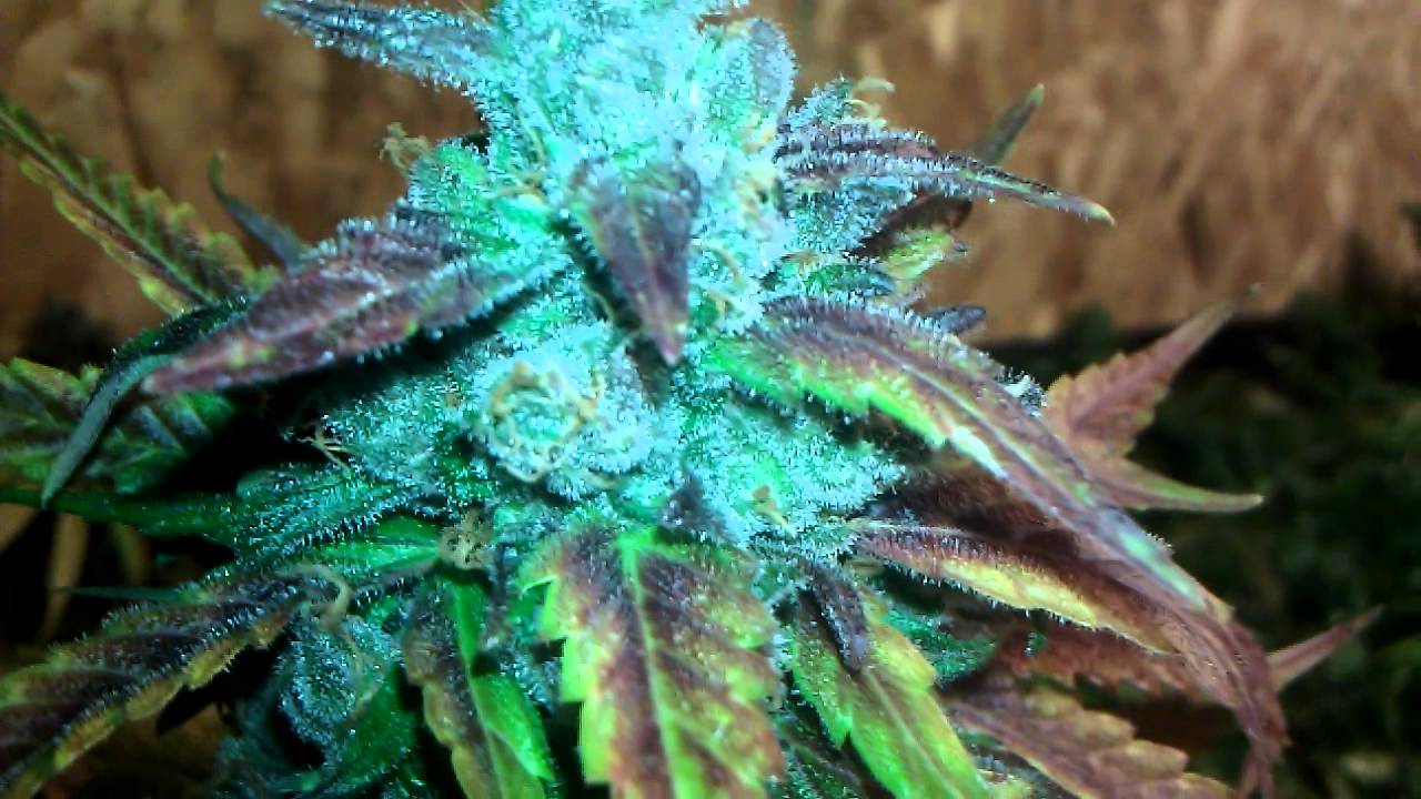 4000 Watt Multi-Strain Flower Room Day 59