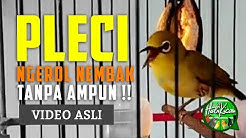 Pleci Ngalas Ngerol Joss Tanpa Jeda !! - Pleci Gacor  - Durasi: 1:31. 