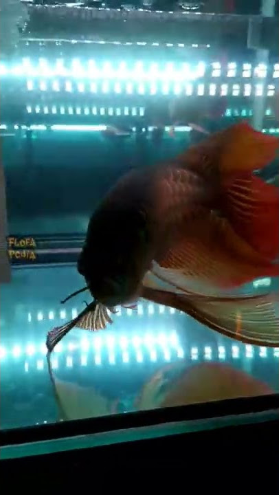 Arwana Kumpai Super Red di Arowana Cup Jakarta