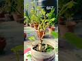পাকুড় বনসাই করার পদ্ধতি #ficus_rumphii_bonsai #bonsai #shorts
